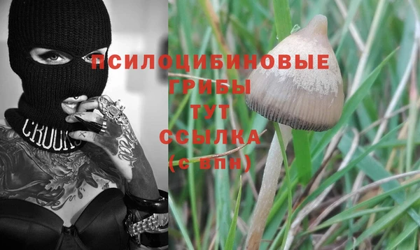 ГАЛЛЮЦИНОГЕННЫЕ ГРИБЫ Бородино